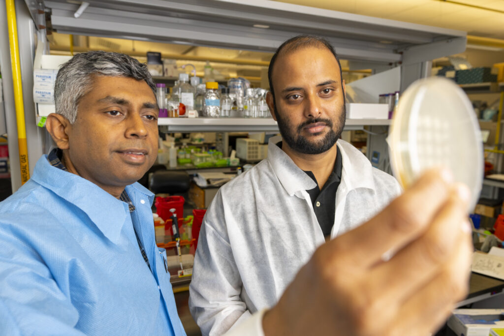 Two researchers examine a petri dish against the light
