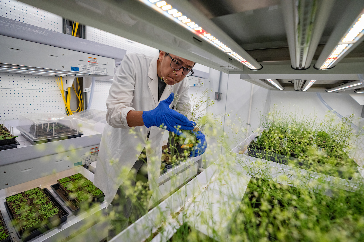 Student in a white lab coat and blue gloves examines plants closely