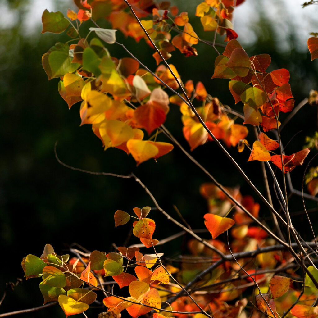 Leaves changing from green to orange indicating the beginning of fall