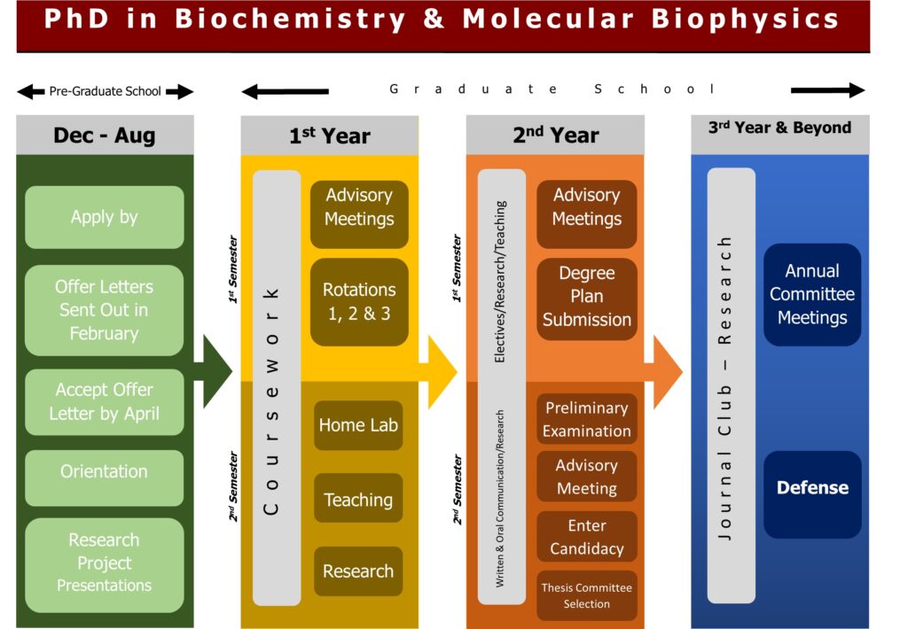 Model outlining the PhD in Biochemistry & Molecular Biophysics curriculum and roadmap