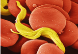 digital depiction of red blood cells and a virus
