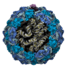 digital depiction of bacteria