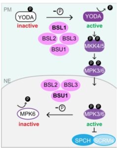 Image shows a working model: BSL phosphatases-based signaling dichotomy, through spatial compartmentalization of the regulation on distinct components of the linear YODA MAPK pathway, controls stomatal development in Arabidopsis