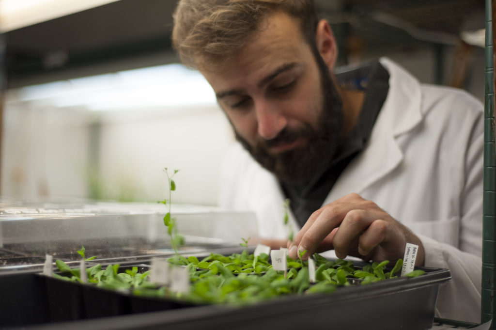 person inspecting plants growing in containers