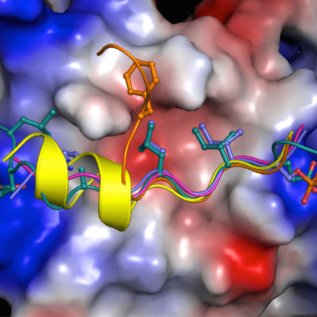 Drug Discovery 3D model