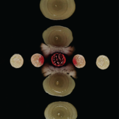 Phage model