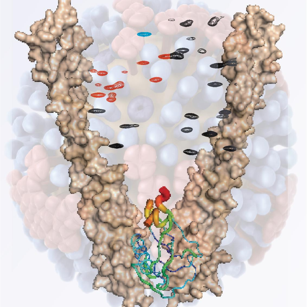 Structural biology 3D model