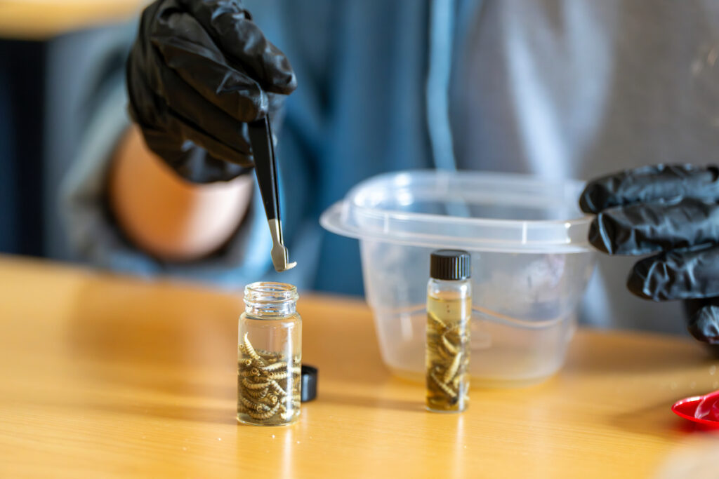 A researcher with gloved hands picks up blow flies with tweezers